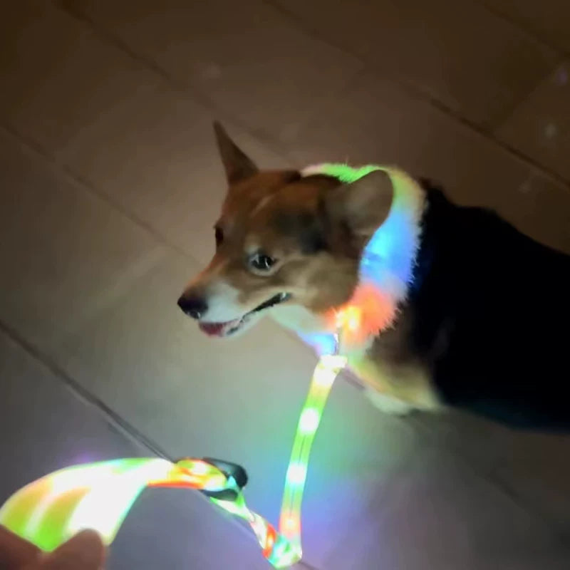 Yogusxz | Rechargeable Glow Dog Collar with Night Visibility Design for Evening Walks